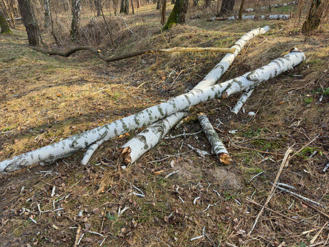 Section spring forest with fallen birch trunks and branches pieces