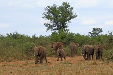 Fototapeta premium Afrikanischer Elefant / African elephant / Loxodonta africana