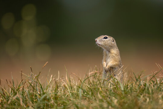 European ground squirrel sitting in the grass on the meadow.