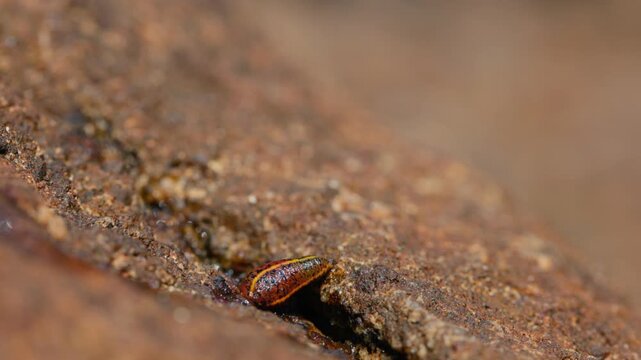Brown land leech, Haemadipsa zeylanica crawling over wet rocks in slow motion macro close up, detailed view of a common invertebrate in tropical forest environment of Sri Lanka, natural wildlife 