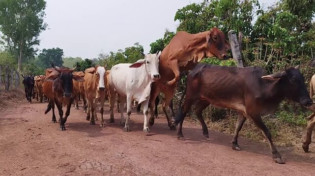 herd of cows