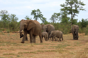 Fototapeta premium Afrikanischer Elefant / African elephant / Loxodonta africana