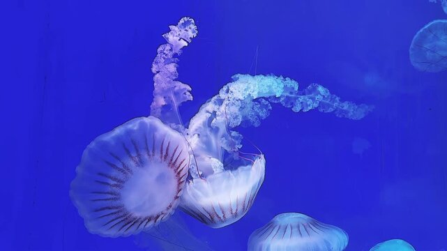 Sea Nettle Jellyfish Swimming in Blue Water