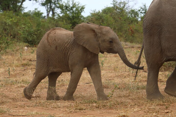 Obraz premium Afrikanischer Elefant / African elephant / Loxodonta africana