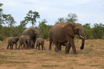 Fototapeta premium Afrikanischer Elefant / African elephant / Loxodonta africana