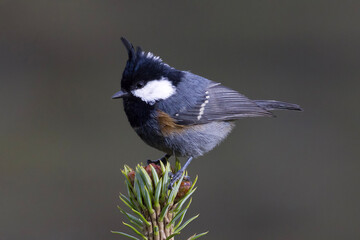 Coal tit (Periparus ater) © Trilok Singh Bisht