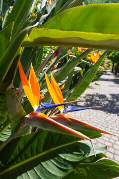 Die G&auml;rten von Schloss Trauttmansdorff - Botanischer Garten - Meran