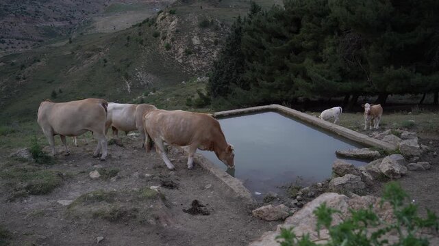 Cattle Drinking Water in Mountain Landscape at Ein Hermon Israel