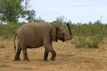 Fototapeta premium Afrikanischer Elefant / African elephant / Loxodonta africana