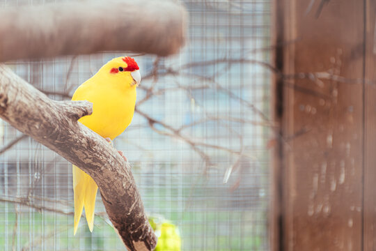red-crowned parakeet sitting in a cage upon his favourite branch