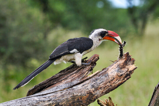 A male Von der Decken's Hornbill eats a meal in Tarangire National Park.