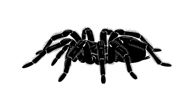 Black tarantula spider illustration isolated on white background