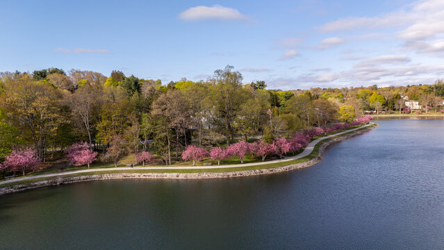 Aerial view of Brookline Reservoir with pink flowering trees lining a walking path and lush green forest under a blue sky Brookline, Massachusetts, United States.