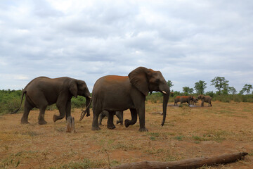 Obraz premium Afrikanischer Elefant / African elephant / Loxodonta africana