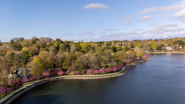 Aerial view of Brookline Reservoir with pink flowering trees lining a curved walking path, lush spring foliage, and suburban houses under a blue sky Brookline, Massachusetts, United States.