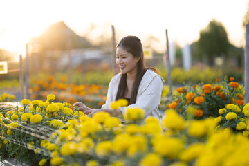 Woman happily caring for marigold flowers in garden at sunset © Apichat