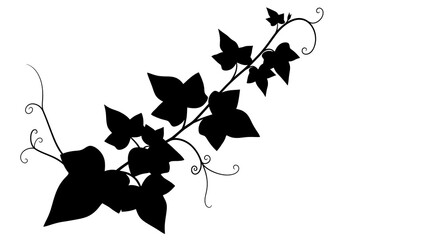 Ivy vine silhouette against a white background © Jubayar