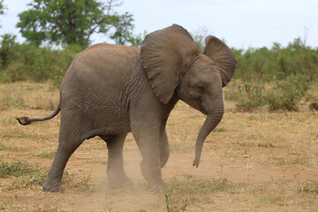 Fototapeta premium Afrikanischer Elefant / African elephant / Loxodonta africana