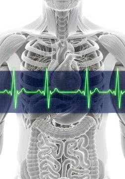 Human torso with integrated electrocardiogram heartbeat waveform isolated on transparent background