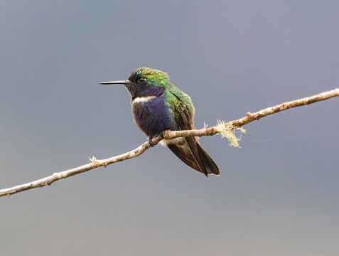 Hyacinth Visorbearer Hummingbird Perched on Branch Close-Up