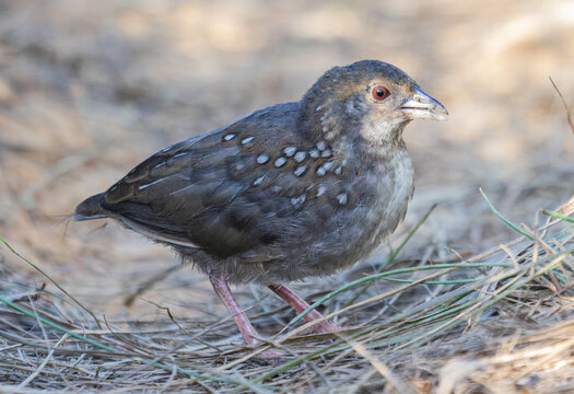 Ocellated Crake Juvenile Foraging on Dry Grass Ground