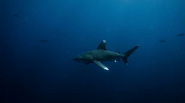 Majestic Oceanic Whitetip Shark Gliding Through Deep Blue Ocean Waters, Symbolizing the Vastness of Marine Life