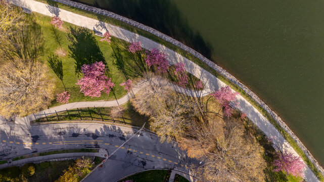 Aerial view of Brookline Reservoir featuring pink flowering trees, a winding walking path, and lush green grass along the water's edge Brookline, Massachusetts, United States.