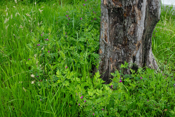 Old tree trunk surrounded by tall grass and tiny purple vetch flowers © Oh! Osaka