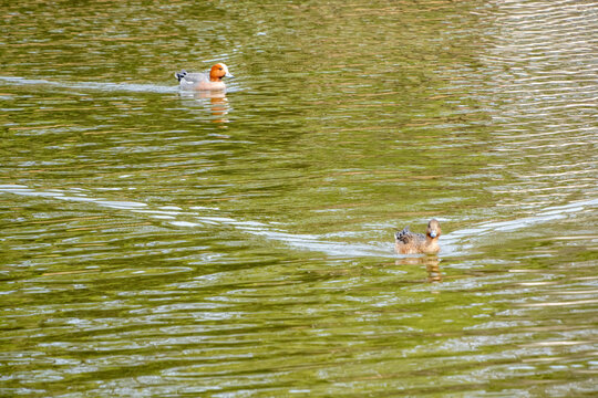 Pair of Eurasian wigeon ducks swimming with crossing ripples on the water