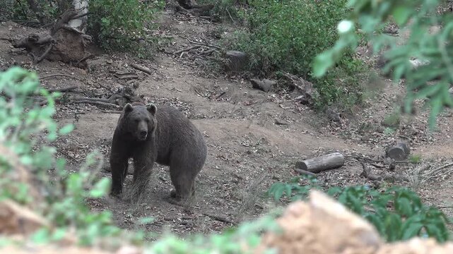 Wild brown bear walking through green forest landscape showing powerful wildlife behavior. Nature scene captures strong mammal roaming woodland habitat calmly strong fauna relevance.