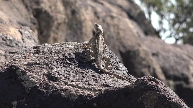 Spiny lizard resting on sun warmed rocks in Mediterranean habitat with detailed textured scales. This agamid reptile basks naturally rocky terrain showing distinctive scaly skin.