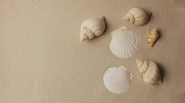 Colorful Sea Shells Staged on Fine Sand Background with Soft Natural Lighting