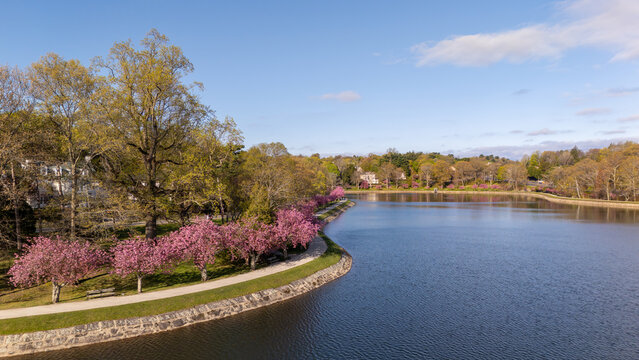 Aerial view of Brookline Reservoir with blooming pink cherry blossom trees along the shoreline path and lush green spring foliage under a blue sky Brookline, Massachusetts, United States.