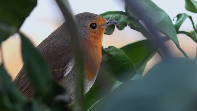 European robin perched on leafy tree branch in sunlight, detailed feathers and bright red breast. Erithacus rubecula amid green foliage, sharp eye, orange chest, woodland passerine habitat.