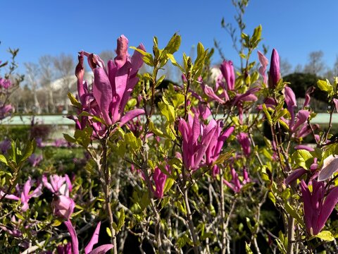 Close-up of Magnolia liliiflora, lily magnolia or mulan magnolia, pink and purple petals. The flower in bloom during early spring, surrounded by emerging green leaves and a soft-focused garden.