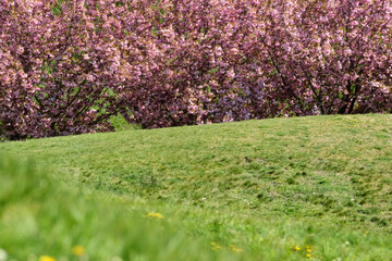 Obraz premium Blossoming cherry trees paint the landscape in vibrant pink hues