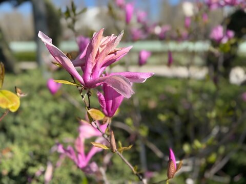 Close-up of Magnolia liliiflora, lily magnolia or mulan magnolia, pink and purple petals. The flower in bloom during early spring, surrounded by emerging green leaves and a soft-focused garden.