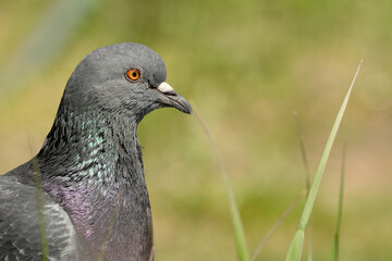 Fototapeta premium Pigeon stands gracefully among green blades of grass