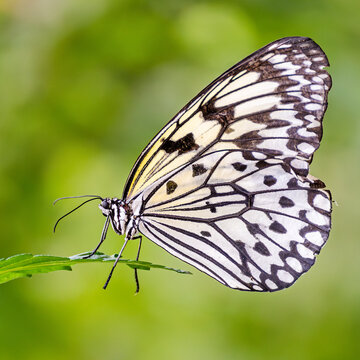 Mariposa de colores blanco y negro