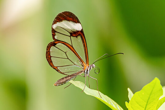 Mariposa de cristal ( Greta oto )