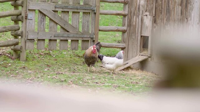 Chickens Roaming Near Wooden Coop on Grass in Rustic Farmyard Outdoors