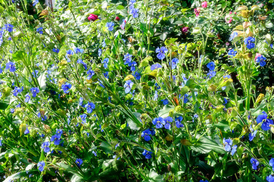 Blooming flowers of commelina coelestis growing in the summer garden