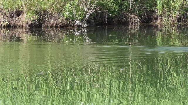 Real wild Nutria (Myocastor coypus) semiaquatic rodent swimming in natural lake habitat. Cinematic 4K footage captures the herbivorous Coypu feeding the swampy reed marsh environment.