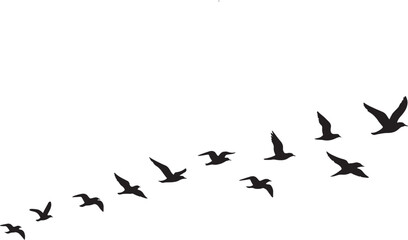 Fototapeta premium Migrating birds silhouette vector, black flock of seagulls flying in formation, wild bird group isolated on white background for nature design