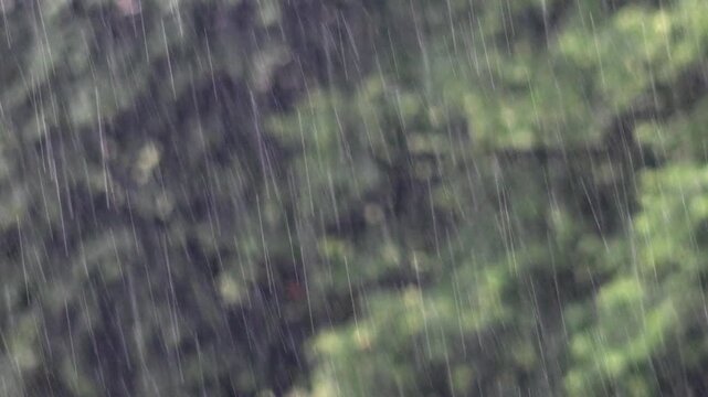 Thunderstorm and heavy rain drench green leafy trees in the woods above tree branch landscape. intense rainfall thunder capture dramatic power of nature a city park or dense forest.