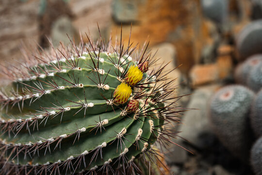 Ferocactus genus Ferocactus echidne Sonora barrel Close up of cactus with yellow flower buds and sharp spines in rocky garden. flower exhibition Flora Olomouc, Czech Republic &ndash; April 25, 2026