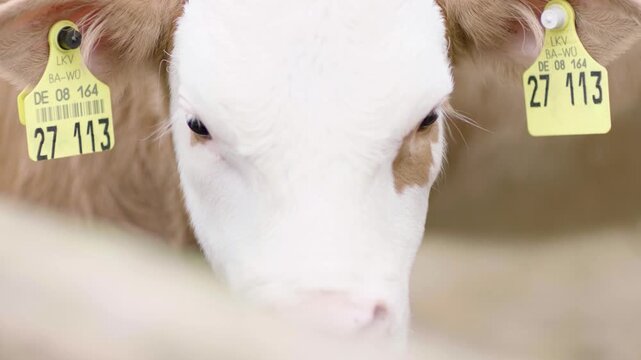 Ear-Tagged Calf Close-Up, Illustrating Livestock Identification on Farm