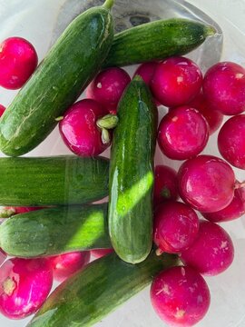Freshly washed homegrown cucumbers and pink radishes in water