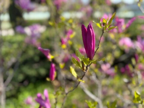 Close-up of purple flower bud Magnolia liliiflora, lily magnolia or mulan magnolia, showcasing its distinctive slender pink and purple petals. Elegant, slender petals in various stages of blooming.