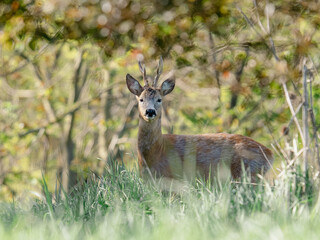the male of the European roe deer (Capreolus capreolus) in a field © Nathalie Stockert